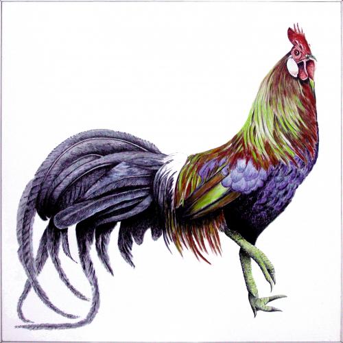 2002.gallo dell'Amiata